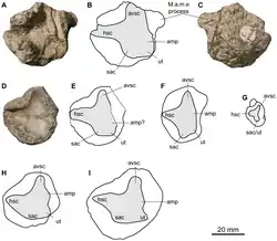 Os fossiles crâniens de reptiles marins préhistoriques exposée sur fond blanc.