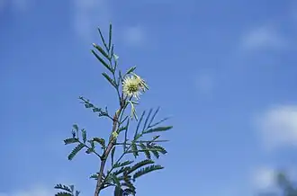 Description de l'image Leg.-mimos., ALANTSILODENDRON HUMBERTII (R.Vig.) Villiers, A (23372795173).jpg.