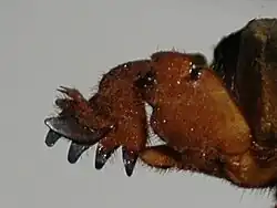 Détail de la patte fouisseuse gauche.