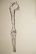 Schéma d'un tibia.
