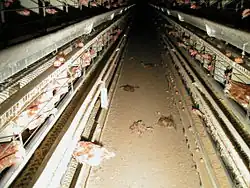 Poules pondeuses en batterie avec des cadavres au sol