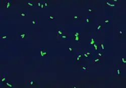 Legionella pneumophila à Immunofluorescence