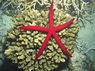 Une étoile Leiaster speciosus