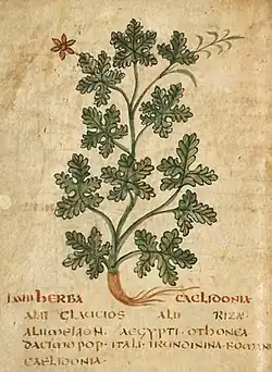 Page de manuscrit avec un dessin stylisé d'une tige feuillée de la grande chélidoine, portant une fleur rouge, avec le nom de la plante en rouge et quelques lignes de texte en onciale latine.
