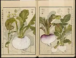 Illustration de différentes variétés de navets tirée de l'encyclopédie agricole Seikei Zusetsu&nbsp;(en), fin du XVIIIe&nbsp;siècle.