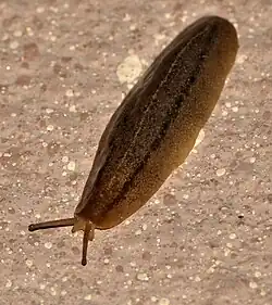 Leidyula floridana (Rathouisiidae)