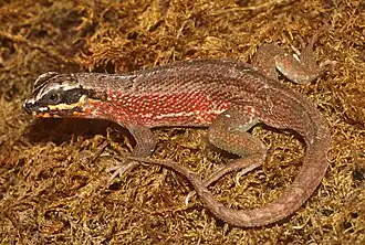 Description de cette image, également commentée ci-après