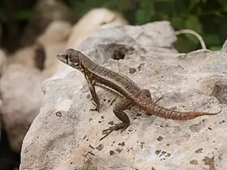 Description de l'image Leiocephalus psammodromus 189402506.jpg.