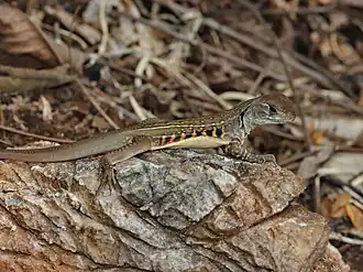 Description de cette image, également commentée ci-après