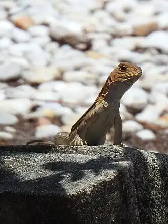 Description de l'image Leiolepis rubritaeniata 88923596.jpg.