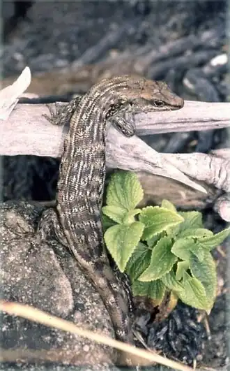 Description de l'image Leiolopisma_telfairi_IleRonde_980513.jpg.