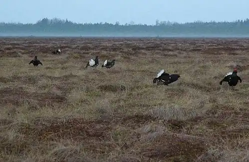 7 Tétras lyre mâles regroupés sur une aire de parade, leur queue blanche présentée en éventail, bien en évidence