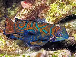 Synchiropus splendidus