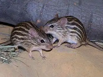 Description de l'image Lemniscomys_barbarus01.JPG.