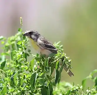 Description de l'image Lemon-breasted canary, Crithagra citrinipectus, near Pafuri in Kruger National Park, South Africa.jpg.
