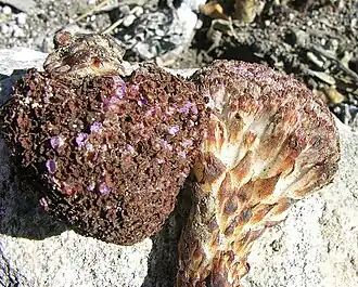 Description de l'image Lennoa madreporoides (9361124818).jpg.