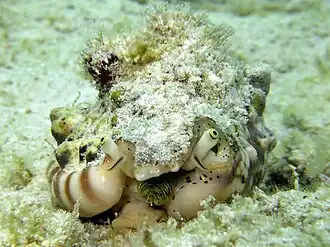 Description de cette image, également commentée ci-après