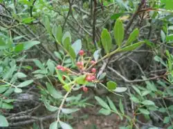 Pistachier lentisque