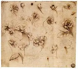 Dessins crayonnés représentant plusieurs petites études de fleurs.