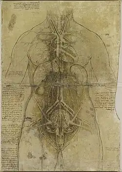 Dessin représentant un buste de femme avec, vus par transparence, ses organes génitaux, digestifs, cardio-vasculaires et respiratoires.