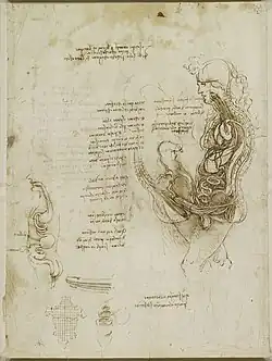 Dessin crayonné représentant deux corps humains masculin et féminin vus de côté et en coupe interne lors de l'acte sexuel.