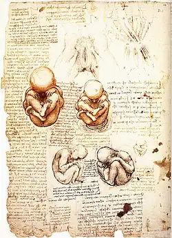 Feuille manuscrite mêlant dessins de fœtus en position repliée, un vagin et des textes.