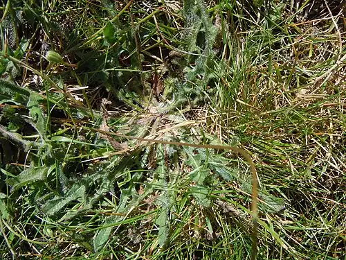 Feuilles en rosette basale. La tige de la fleur est lisse, non ramifiée.