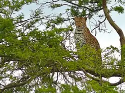 Léopard d'Afrique centrale