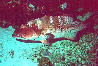 Description de l'image Leopardenzackenbarsch 0001.jpg.