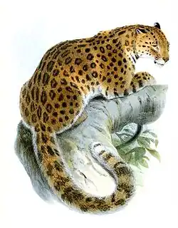 Illustration zoologique de la Zoological Society of London (1862).