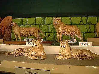 Description de l'image Leopon01.jpg.