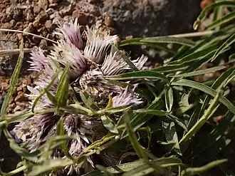 Description de cette image, également commentée ci-après