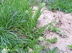 Passerage hétérophylle.