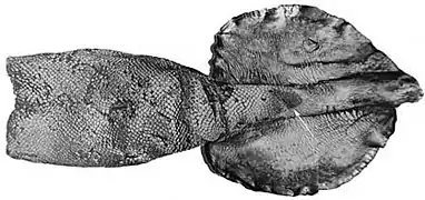 Manteau d'un syntype.