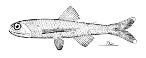 Lepidophanes guentheri
