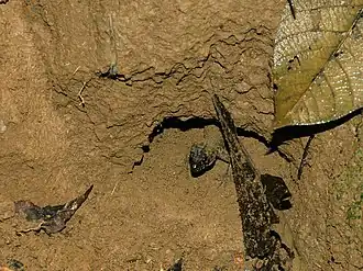 Description de l'image Lepidophyma flavimaculatum (Costa Rica).jpg.