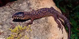 Description de l'image Lepidophyma sylvaticum, Madrean tropical night lizard, Tamaulipas.jpg.