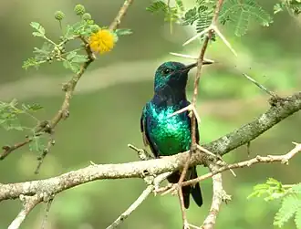 Description de cette image, également commentée ci-après