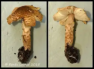La lépiote helvéolée (Lepiota helveola)