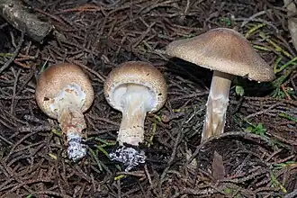 Lepiota spheniscispora