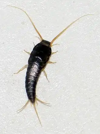 Insecte aptère (Lepisma saccharinum)