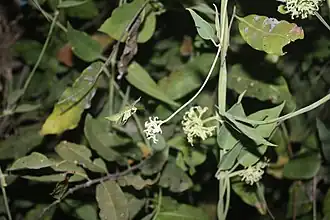 Description de l'image Leptadenia hastata MS4996.JPG.