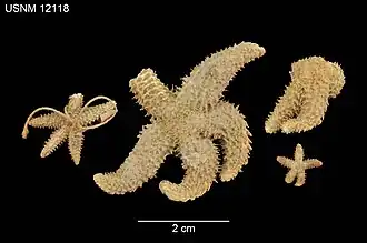 Leptasterias hispidella