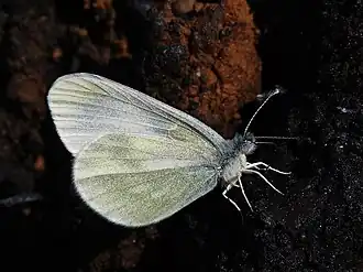 Description de l'image Leptidea ?reali - Real's wood white (27303506128).jpg.