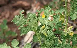 Adultes et larve de doryphores sur Solanum rostratum à Fort Sill (Oklahoma)