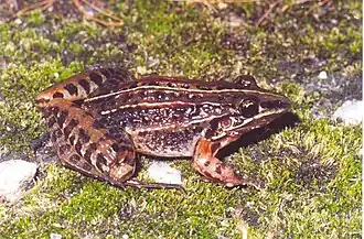 Description de l'image Leptodactylus furnarius.jpg.