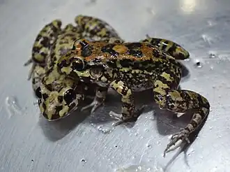 Description de l'image Leptodactylus troglodytes.jpg.