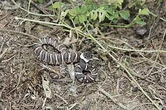 Description de l'image Leptodeira frenata.jpg.