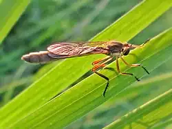 Leptogaster cylindrica.