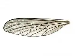 Leptogaster guttiventris - aile.